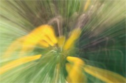 17 04 2022- buisson rond 9